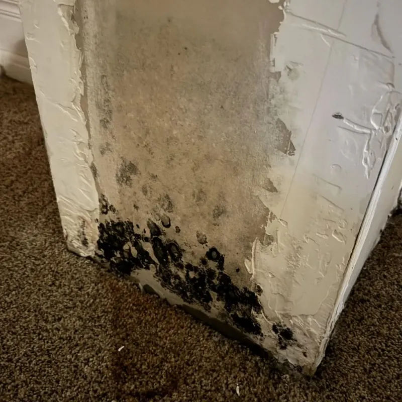 Professional Mold Removal in Lake Mills, IA